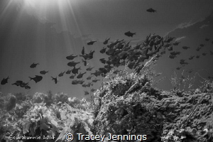 Lassisters Reef by Tracey Jennings 